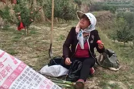 甘肃静宁，村里的万亩红富士还有四五亩就套完袋了，静等秋天摘果视频封面