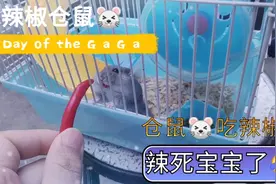 仓鼠吃了辣椒，被辣的不要不要的，小乖乖!