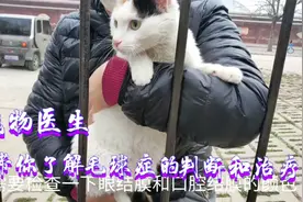 宠物医生带你了解:猫实例肠梗阻（毛球症）的诊断和治疗全过程