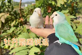 牡丹鹦鹉不会说话？看完视频有没有刷新你的认知！视频封面
