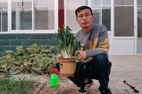 冬天大葱咋保存时间长？只需一个花盆放点土，大葱一冬不空不烂视频封面