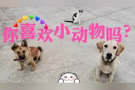 喜欢小动物，它们也一定喜欢你，愿这个世界都能对它们温柔以待❤