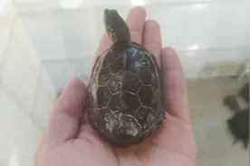 中华草龟，国龟之美。