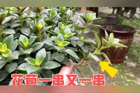 如何养金鱼花不黄叶不掉叶，掌握这几点，叶片油绿，养护简单视频封面