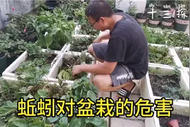 今天我们来认识蚯蚓对盆栽到底是有利还是有弊！13亲自实践！视频封面