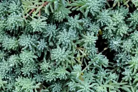 在寺庙里发现一种植物，叫簿雪万年草，形似多肉植物，你见过吗？视频封面