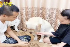 这只狗狗真奇怪，只听爸爸的话，就是不听妈妈的话
