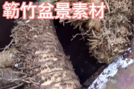 簕竹盆景素材 成型非常快的新晋竹子盆景簕竹根，有喜欢的吗视频封面