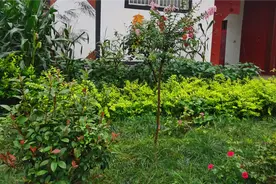 徐州沛县的一个镇下了一天一夜的大雨，庄稼都被淹了