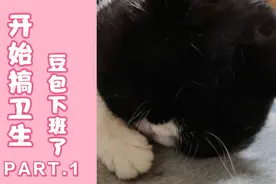 自己搞卫生的豆包，又乖又可爱，爱不释手的呀视频封面