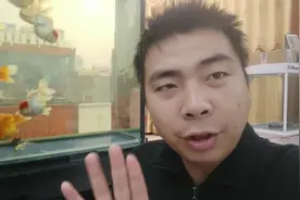 小丰看到刚孵化的小金鱼不知所措，煮个鸡蛋黄喂一下视频封面