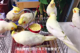 鹦鹉的笼子和繁殖盒到底选多大的尺寸更合适？视频最后附详细尺寸