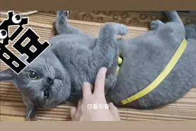 家里从小养大的蓝猫脾气暴躁如雷，动不动对铲屎官又咬又挠又蹬的