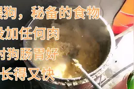 自己配食料喂狗，不加任何一点肉，对狗肠胃又好，长得又快视频封面