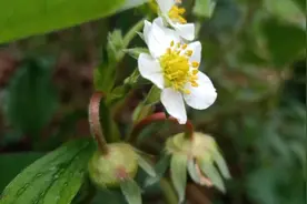 农村欣妹儿带大家看，无农药的绿色水果草莓，小孩特别喜欢视频封面