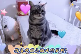 猫：你喜欢的小猫咪什么样？我都有，别着急总有一款是你喜欢的！