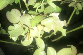 月季花常见虫害，切叶蜂、月季叶片出现缺口就是它咬的