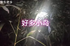 晚上小鸟儿，原来都藏在这些树上视频封面