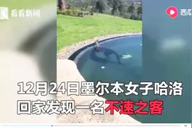 气温突破40度！澳洲70公斤大袋鼠“私闯民宅”，惬意泡起凉水澡视频封面