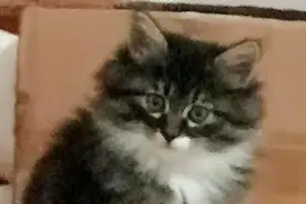 奥特曼来了，很快适应了新家，它的铲屎官宠它宠的要命😻视频封面