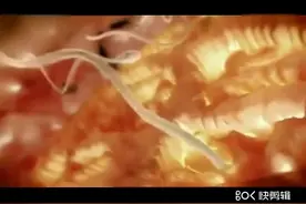 人的来世-胚胎形成过程视频封面