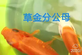 有网友问草金如何分公母，今天天气放晴，拍一个繁殖期的白星分辨