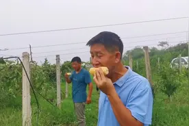 可以生吃的玉米！洛阳这里种了200亩，你吃过吗？视频封面