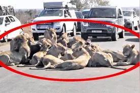 开车遇上这种情况，是硬着头皮上还是掉头跑？网友：反正别按喇叭视频封面