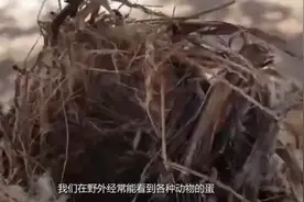 男子野外捡到两颗“拇指蛋”，孵化一段时间后，模样太呆萌了视频封面