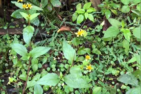 身边的草药（290），小铜锤（小麻药），止痛消肿活血祛瘀的草药