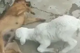 叫你不动，你还动，视频封面