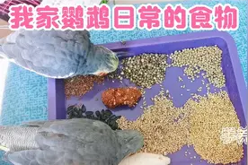 玄凤鹦鹉都吃哪些食物，看看我家喂的这些怎么样？视频封面