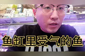 鱼缸里的鱼都会去追着一条鱼咬，是因为什么呢？您这发生过吗？