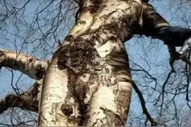 世界之大，无奇不有，像美女的树见过没有？视频封面
