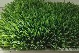 麦芽糖，古法制作，全程不加一粒糖，小时候的味道，玉米糖