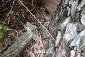 花丛中有蜜蜂采蜜，很好奇小蜜蜂住在哪里，小伙想办法找出一窝