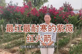 最红最耐寒的紫薇——红火箭紫薇