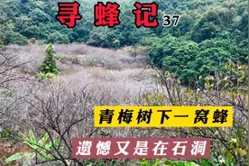 阴天野外找蜜蜂，凭借经验和眼力在一片梅树林下找到一窝，不错哦