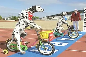 日本狗狗骑自行车骑出最远距离，3年艰苦练习终破世界纪录！视频封面