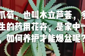 龙爪菊也叫木立芦荟，多年生的药用花卉，是家中一宝，如何养爆盆视频封面
