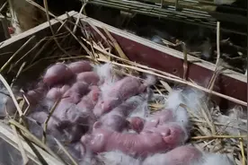 母兔产崽全过程，但一定要注意这三点，不然就白忙活了！