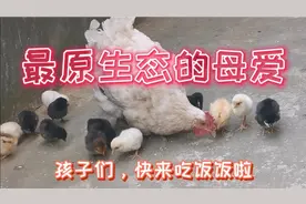 现代人难得一见的最原生态的母爱，妈妈家纯家孵的母鸡喂小鸡🐥
