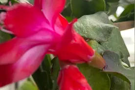 为什么你养的蟹爪兰花期掉花苞？原因有三点视频封面