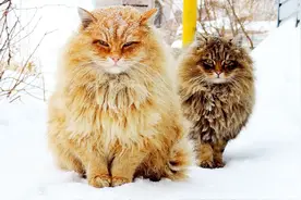 战斗民族养的猫咪，不仅能抓老鼠还能拉雪橇，猫咪界的大块头视频封面