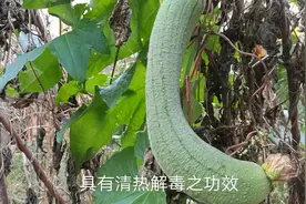 坐板疮用丝瓜皮擦一擦，就可以了，大家一起来了解下吧！