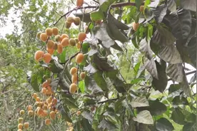 又到黄皮季节了，你知道黄皮有什么功效和有什么做法吗？视频封面