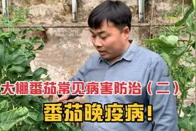 早春大棚番茄病害防治二：晚疫病！小农夫教你如何预防和防治！视频封面