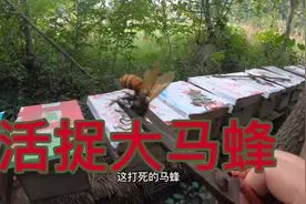 燕姐到养蜂场活捉大马蜂，用来泡药酒，原来马蜂酒还有这么多功效