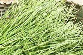 为什么东北的节节草也叫接骨草？农村大姐来告诉你，这功效真不错