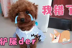 小泰迪又把主人咬了，大家都劝把狗狗送走，主人舍得吗